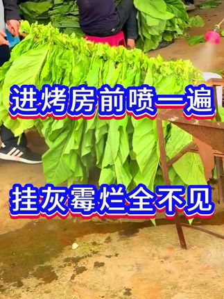 进烤房前喷一遍挂灰霉烂全不见#烤烟 #三农 #烟草 #满炉金 #三农流量扶持计划