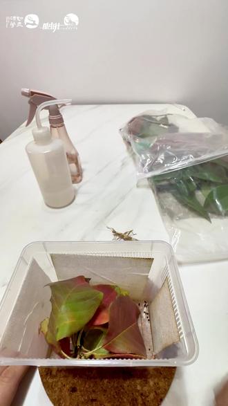 8分钟学会养竹节虫 🌿8分钟学会竹节虫饲养全攻略!
✅手把手搭建舒适小窝
✅独家冬季树叶保鲜妙招(别再直接喷水了!)
✅日常护理清洁小技巧
省心又治愈的“小树枝”宠物,你也能轻松拥有!#🌿8分钟学 #竹节虫饲养 #昆虫科普 #昆虫饲养 #自然研学课堂 #西安自然教育