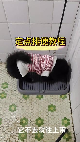 你家狗狗还在乱拉乱尿吗?赶紧跟我一起学吧。#宠物 #狗狗 #养狗经验分享 #定点大小便训练