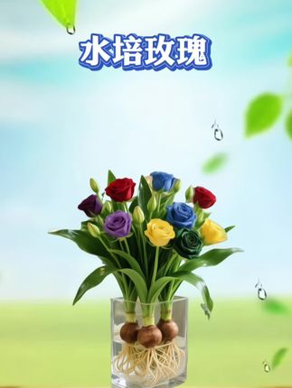 家里放一盆这个水培玫瑰,满屋都是香香的#水培玫瑰