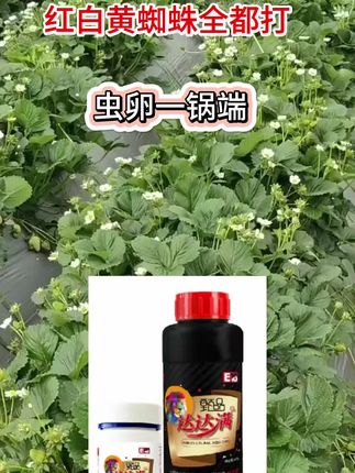 #红蜘蛛 #红蜘蛛防治