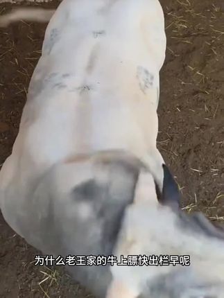 #科学养牛 #养殖场专用 #育肥牛 #农村养牛 #养牛技术 牛羊猪鸡鸭鹅