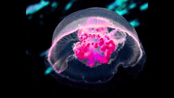 科学家照水母耳朵的结构和功能设计了水母耳风暴预测仪#科学家照水母 #科学家照水母