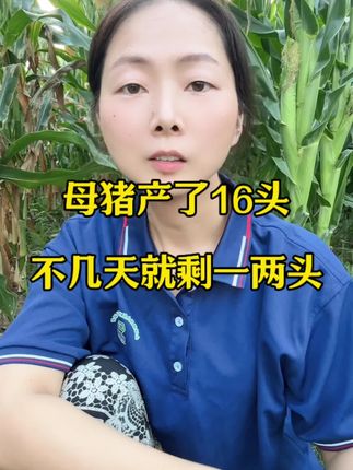母猪产了16头,不几天就剩一两头,怎么回事,怎么办#养猪人 #养猪人加油干 #母猪 #仔猪 #仔猪拉稀