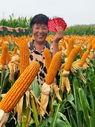 惠济豆楼客户,去年3分地黄金粮my73见900多斤,今年一亩一分地卖2400多斤!#一份耕耘一份收获 #高产玉米种子 #服务三农支持三农
