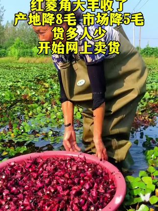 新鲜红菱角,生吃特脆甜可口,煮熟粉糯可口#新鲜菱角 #红菱角 #乡村美食#无限回购的宝藏单品