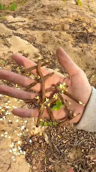 这种很火的春日鲜花弓箭转场教程来了#即梦Ai#AI分身戏精大赛#我的AI分身杀疯了#鲜花弓箭#春日 鲜花弓箭转场特效 鲜花弓箭转场ai指令 鲜花弓箭
转场制作教程 春日鲜花弓箭转场特效