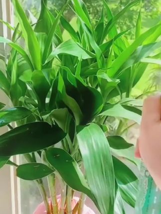 #驱蚊液 #花露水 #居家好物
