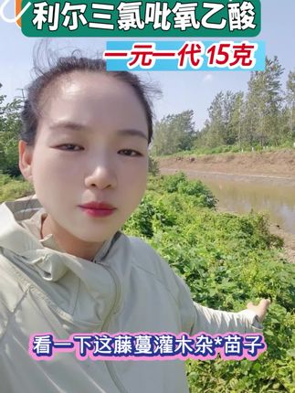 利尔三氯吡氧乙酸除藤蔓灌木杂木烂叶烂根一元一代 #三氯吡氧乙酸 #除藤蔓#除灌木#除水花生#田埂除草