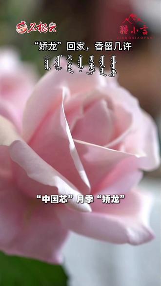 “娇龙”回家,香留几许