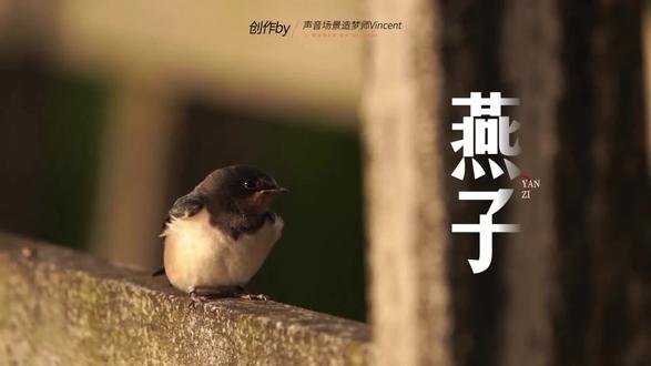 三年级下册《燕子》背景视频|郑振铎作品
🌈《燕子》是郑振铎先生的散文名篇,被收录在三年级下册语文教材中。这篇散文通过细腻的笔触,描绘了燕子为春天带来的生机与美感,是朗诵视频制作的绝佳素材。
✍🏻️课文解析与情感基调
《燕子》生动描绘了小燕子的外形特征:一身乌黑光亮的羽毛,一对俊俏轻快的翅膀,加上剪刀似的尾巴,凑成了活泼机灵的小燕子形象。文章更通过燕子飞行与休憩的画面,如"在阳光中斜飞于旷亮无比的天空"、"飞倦停在电线上如音符"等场景,展现了春天的生机与活力。全文洋溢着对自然的热爱与赞美,朗诵时应把握清新明快、充满赞叹的情感基调。
#三年级下册语文 #燕子 #教师备课 #教师课件 #声音场景造梦师Vincent