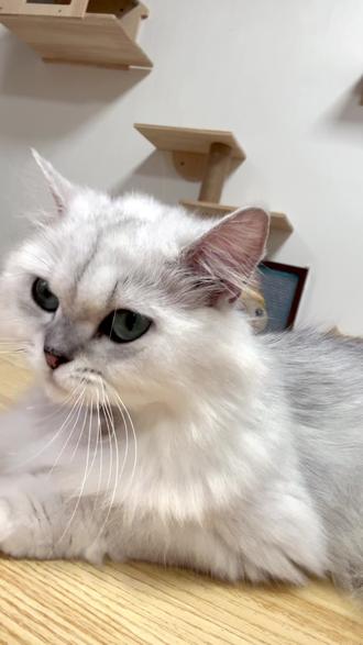 其实小猫我什么都知道! #记录猫咪日常 #萌宠出道计划 #金吉拉 #我和我的猫