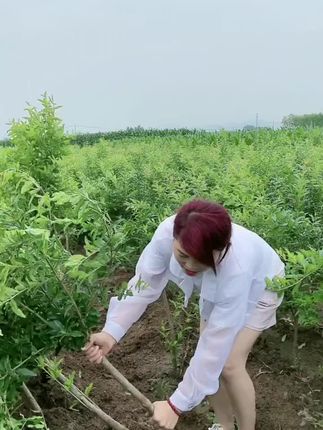 #蒙阳红石榴树苗#耐寒品种南方北方都可以种植#盆栽地栽阳台庭院小区绿化苗木