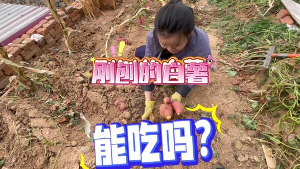 农村生活 刚刨出来的白薯能吃吗? #真实生活计划分享 #新年开好局 #上热门 #记录真实生活 #真实生活分享计划 @DOU+小助手 @抖音VLOG @抖音vlog扶持计划 @抖音 中视频 @抖音伙伴创作者计划 @抖音三农