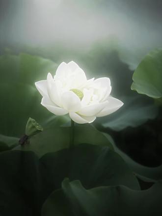 你最好爱我到死 #美人印