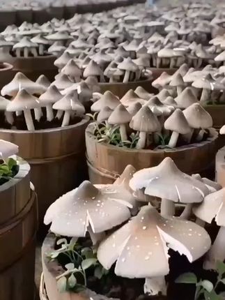 鸡枞菌菌种#新农人计划 #助手抖音 #助农 #鸡枞菌