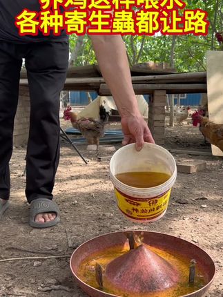 养鸡这样喂水,各种寄生虫都让路!#农村散养鸡鸭鹅 #鸡鸭鹅驱虫 #土鸡驱虫 #养鸡小妙招 #科学养鸡
