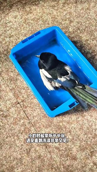 这小家伙真的太有灵性了,一不注意竟然飞家里来了!#动物成精 #神奇动物在抖音 #喜鹊 #时来运转
#保护野生动物