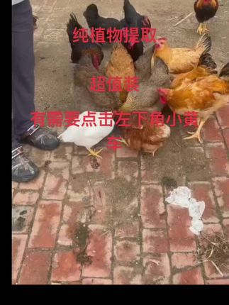 #农村养鸡 #生态养殖土鸡 #生态土鸡 #养鸡人 #农家散养土鸡