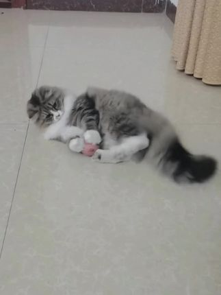 自从有了这个小篮球,猫咪满屋子跑,就这么一丢,猫咪自己就会上去找球玩。猫咪玩得根本停不下来~还能解放双手,轻松实现逗猫自由!赶紧给你家猫也安排一个吧!#萌宠日常记录