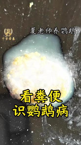 #鹦鹉拉稀 #鸟拉稀 #肠安心 #鹦鹉 #萌宠出道计划 @抖音作者助手
