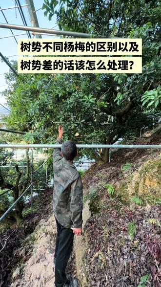 树势差果子区别以及果树该怎么补救?#自家大棚种植 #新农人计划 #杨梅#杨梅种植