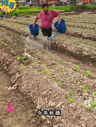 【苦菊种子】四季易种阳台庭院盆栽地栽南北方种植#苦菊种子 #苦菊种子推荐 #四季苦菊种子 #四季易种苦菊种子 #苦菊种子四季种植