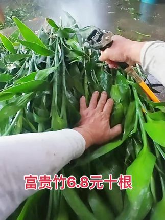 富贵竹又称开运竹,一年四季常青,美观大气#花卉绿植 #富贵竹怎么养