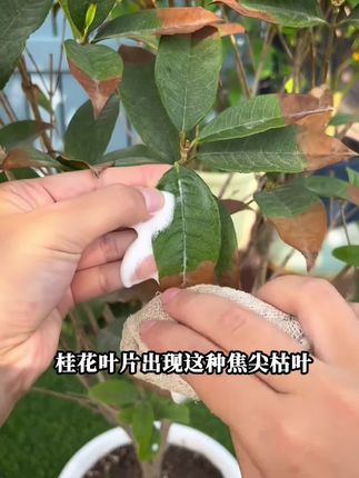 桂花如何正确养护 养#桂花 不管多懒多忙,也要做好这件事#养花小知识 #桂花养护 #花卉绿植