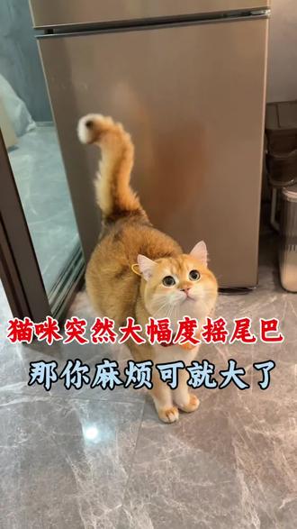 猫咪尾巴的秘密,你都知道吗#养猫人 #猫咪的迷惑行为 #养猫经验分享 #新手养猫 #科学养宠攻略
