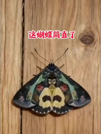 #文道,这蝴蝶居然长了“人形”? 桌子上这只花蝴蝶看起来是不是特别像个人?简直神了! 你们瞧,它动起来的时候居然还有点漂移的感觉,也太灵动了!再细看这“脑袋”“脖子”,连翅膀的纹路都像极了带着花纹的衣服和袖子,细节绝了。 活了这么大,第一次见长得这么有“人形”的蝴蝶,简直是大自然的神奇造物!