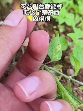 花盆阳台都能种,吃这个鬼东西凶得很#植物科普 #知识分享 #抖音新农人 #乡村守护人 #种植