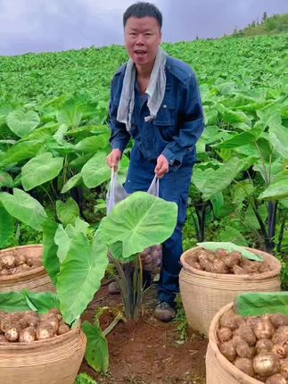 我们这地地道道的老品种.它主打粉面甘香,软糯丝滑,高原红沙土种植#牛奶芋头#2025头茬新鲜芋头