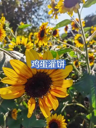 #早餐饼 #早餐吃什么 #鸡蛋灌饼 #懒人美食 #懒人早餐