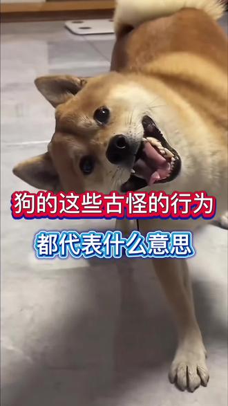 狗的这几个古怪的行为事什么意思呢#养狗经验分享 #养狗人 #新手养狗 #科学养狗 #宠物