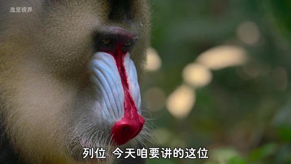 山魈:脸上的颜色,就是它的地位 #山魈 #动物 #野生动物零距离 #奇妙动物在抖音 #野生动物零距离