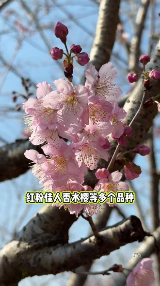 春风十里,樱你而来!逛完长汀古城,别错过汀江湿地公园樱花季,19.9邂逅浪漫花海#长汀汀江国家湿地公园 #长汀樱花 #2026春节出游 #福建赏樱#亲子游