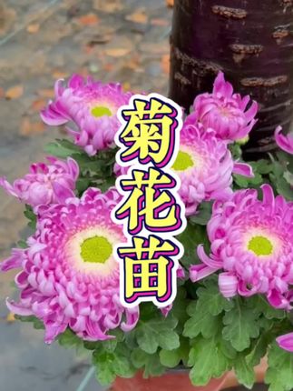 必入!四季开花大菊花苗 爱花人士别错过!这款大菊花苗四季绽放,让你家全年花香四溢。花朵硕大饱满,色彩绚丽,金黄灿烂、粉白娇柔,每一朵都美到惊艳。 它养护不难,耐寒耐旱,适应力强。无论是小院地栽,还是阳台盆栽,都能轻松驾驭。摆在家中,瞬间提升格调,成为视觉焦点。现在下单,优选健壮花苗,精心包装速发,让四季繁花马上点亮你的生活!#优质菊花苗 #超便宜超划算 #好看的花一定要分享给你 #园艺生活 #菊花