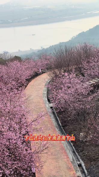 新年节假日就来樱花谷赏花吧! #温州人的赏樱方式太超前了#瑞安桐浦凤凰樱花谷