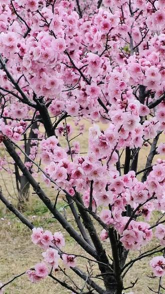 春风更比帝王骚,掀起柳裙空中飘。刚刚吻过杏花唇,转身又搂桃花腰。
春风其实并不骚,而是万物把它邀。送走严寒暖大地,不让残雪四处飘。
春风本意并不骚,只是桃树会撒娇。千娇百媚桃花腰,桃花含笑把风招。
帝王不如文人骚,扑风捉影笔如刀。字里行间骚气重,却让春风来背包。细读评论笑弯腰,一位更比一位高。
春风本无风流意,只怪诗仙会做戏。正月女人二月猫,三月桃花漫天飘。春风拂过杨柳岸,吹的枝头花枝摇。吹醒青山穿绿袍,吹的文人把墨抛。都写人间春色好,一诗更比一诗娇。#用镜头捕捉春天 #我用摄影看世界 #看看你们手机里的大自然 #放慢脚步,不一样的风景,万物有灵。 #享受大自然随走随拍大自然的美