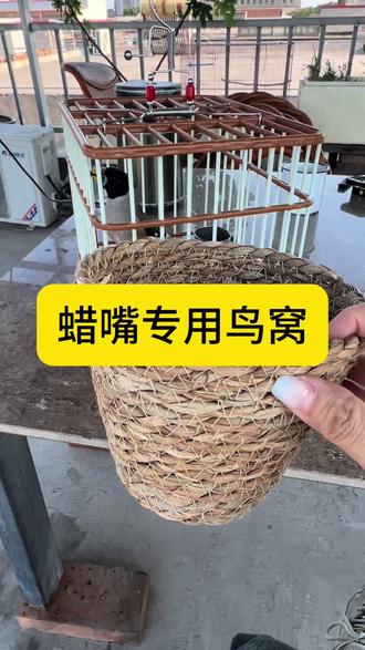 养黑尾蜡嘴的鸟友看过来#鸟类 #蜡嘴雀 #鸟窝