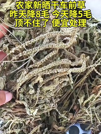 #车前草
