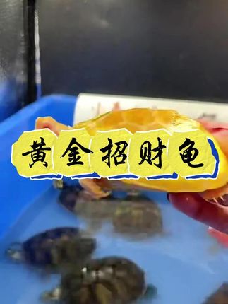#巴西龟 #宠物龟 #发财金钱龟 #爬宠日常 #黄金招财龟