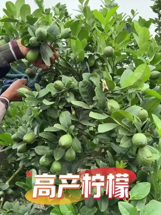 #柠檬高产 #广东香水柠檬 #促花保果花多果多