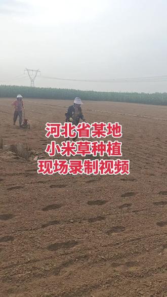 大客户800斤小米草种子,#小米草种植视频