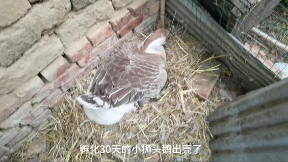 狮头鹅 刚出破壳而出的小狮头鹅#狮头鹅