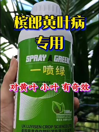 槟榔黄叶就用一喷绿,好用不贵 #槟榔种植 #槟榔黄叶#一喷绿 #黄叶一喷绿