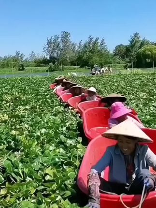 采菱角咯,菱角煮熟后是糯糯粉粉的很好吃#优质农产品 #快来一起尝个鲜