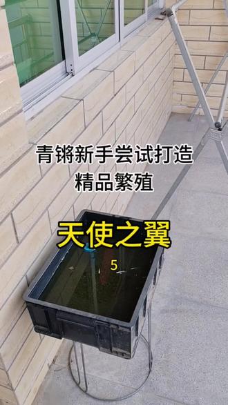 青鳉新手尝试打造精品繁殖—天使之翼#观背青鳉 #观背青鳉繁殖 #天使之翼 #观赏鱼 #冷水鱼