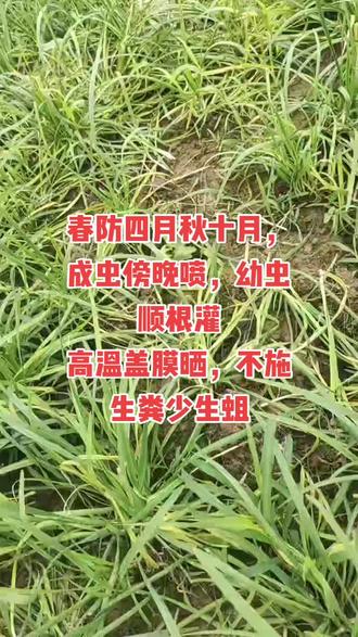 韭蛆危害要及时防治一、最佳防治时间(江苏徐州,露地)
- 春季(重点):3月下旬—4月(越冬代成虫羽化+第一代幼虫孵化,全年第一个为害高峰) 。
- 春末二代:5月上中旬(第二代幼虫盛发,危害最重)。
- 秋季(重点):9月下旬—10月(气温回落,幼虫上移,第二个为害高峰)。
- 冬季:12月—次年2月(幼虫越冬,可结合深耕、晒垡、闷棚压低基数)。
- 成虫关键期:4月底—5月初(成虫爆发期,早晚喷药杀卵)。
二、防治要点(简单好记)
1. 成虫期(4月底—5月初):早晚喷氟啶脲/阿维菌素,杀成虫、阻产卵。
2. 幼虫期(4月、10月):- 割韭后灌根/冲施:噻虫胺、吡虫啉、(避高温) 。安全无残留就选(韭蛆酵素)预防每亩500克成虫每亩1000克冲施。
- 或撒噻虫胺颗粒剂后浇水。
3. 夏季高温(7—8月):日晒高温覆膜(割韭后覆膜,5cm地温≥40℃维持3小时),物理杀虫 。
4. 冬季:深翻冻垡,减少越冬虫源。
三、一句话总结
春防4月、秋防10月,成虫4月底喷,幼虫灌根,夏季覆膜,冬季深翻。